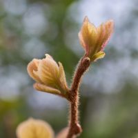 naturopathie fonctionnelle